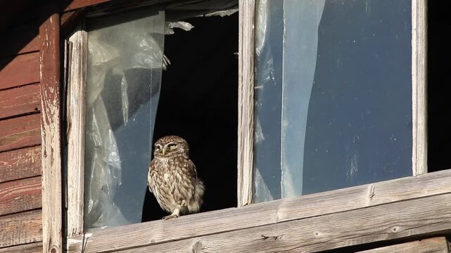 Little owl squinting and perching on an old wooden window frame in bright sun