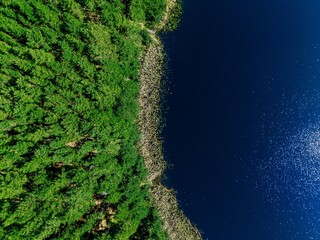 Plakat Dense green forest canopy contrasting with deep blue lake shoreline in bright sunlight