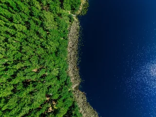 Dense green forest canopy contrasting with deep blue lake shoreline in bright sunlight © NBLX