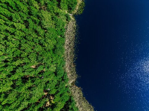 Dense green forest canopy contrasting with deep blue lake shoreline in bright sunlight