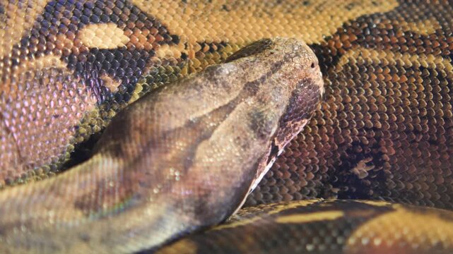 Close up of snake scales and head moving slowly revealing intricate pattern.