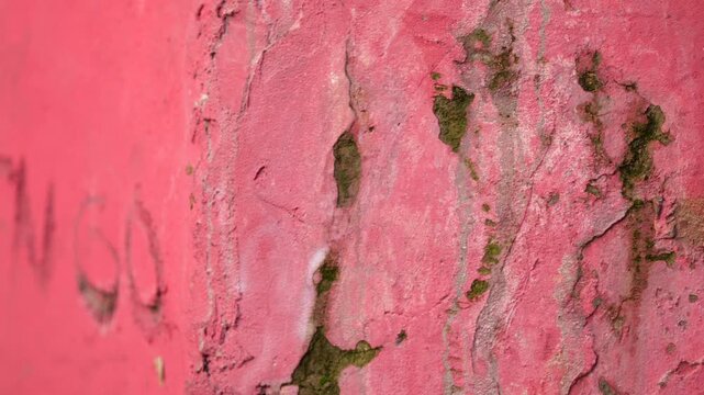 Cracked pink painted concrete surface with moss texture detail, close up static shot.
