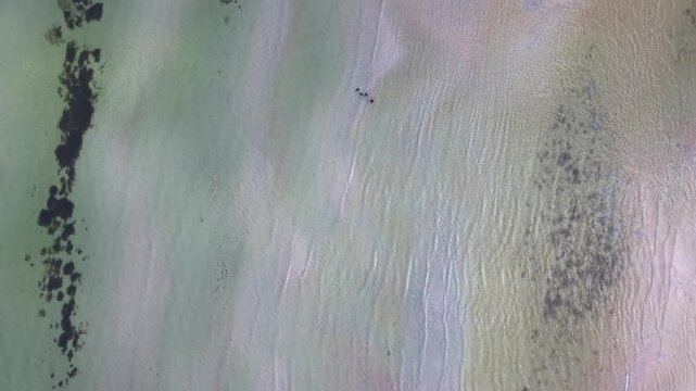 Family walks dog across shallow clear water, scattered rock patches dot sandy seabed, gentle ripples spread across turquoise coastal shallows near sandy beach shoreline. Aerial drone top down shot