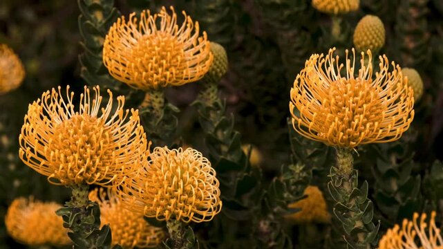 Beautiful orange and yellow pincushion fynbos proteas in bloom in South Africa