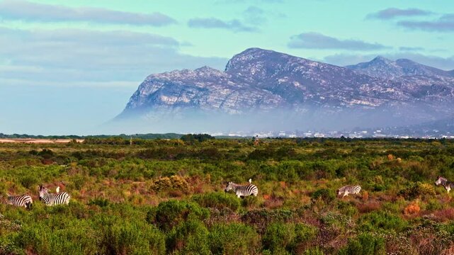 Landscape shot of a herd of zebra in the fynbos on a private nature reserve in Kleinmond South Africa with dramatic mountains in the distance