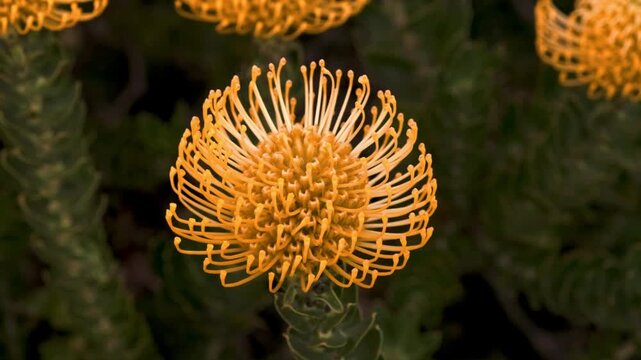 Detailed and textured shot of a beautiful vivid yellow fynbos pincushion protea in full bloom in South Africa