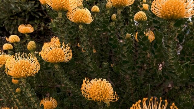Fynbos pincushion protea bush with vivid yellow and orange flowers in full bloom in South Africa