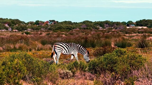 A lone zebra walking and grazing in native fynbos biosphere on a private nature reserve in South Africa