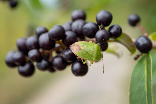 Green shield bug resting on ripe black common privet berries in macro close-up with soft green bokeh background, showing insect wildlife and autumn nature.