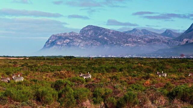 Beautiful landscape shot of zebra on a vast expanse with dramatic mountains in the distance in South Africa