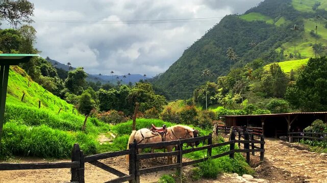 Saddled horses stand behind a wooden fence in Colombia's Cocora Valley, with slight movements against green mountains and tall palms.