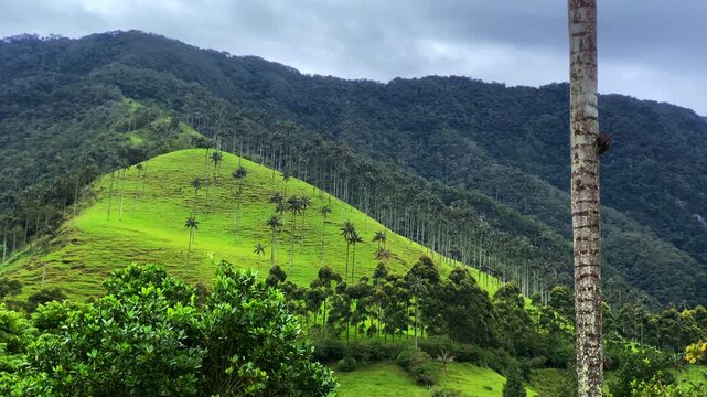 Tall wax palms dot a bright green hillside in Colombia's Cocora Valley, backed by forested mountains beneath a cloudy sky.
