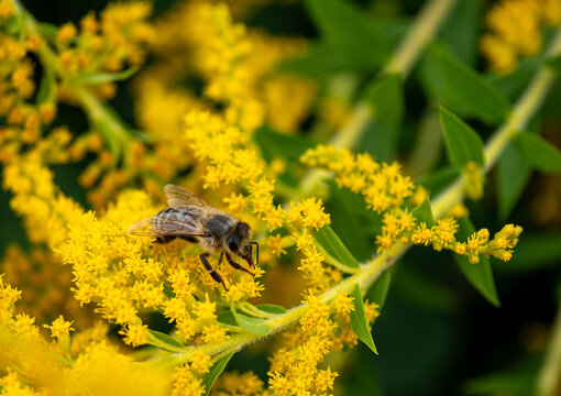 Honey bee collecting nectar and pollen from bright yellow goldenrod flowers, Solidago, in a sunny macro close-up, ideal for pollination, biodiversity and nature concepts.