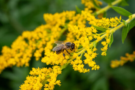 Honey bee collecting nectar and pollen from bright yellow goldenrod flowers, Solidago, in a sunny macro close-up, ideal for pollination, biodiversity and nature concepts.