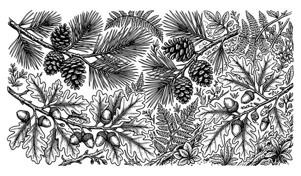 Vintage Pine Branch and Acorn Illustration with Pinecone Oak Leaf Hand Drawn Vector Sketch Background Design