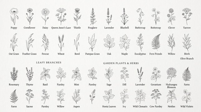 Hand-drawn botanical element collection featuring grasses, wildflowers, leafy branches, and garden plants, minimalist line art style, elegant nature illustrations, versatile.