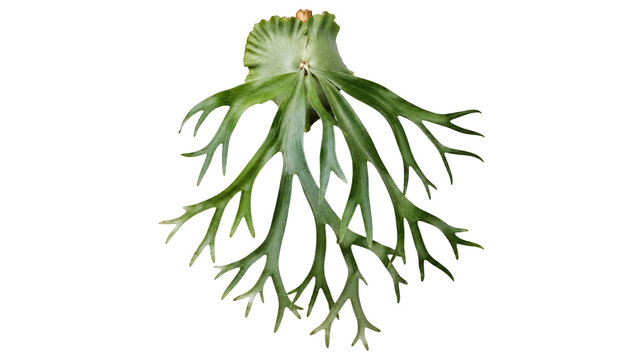 Staghorn Fern Frond Isolated on Transparent Background