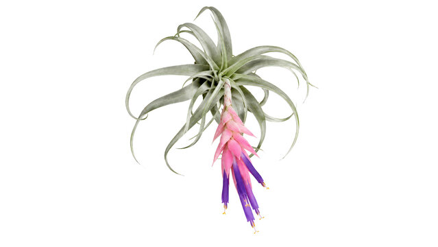 Tillandsia Air Plant with Pink and Purple Flower on Transparent Background