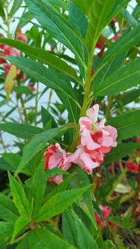 Garden balsam (Impatiens balsamina), or bunga pacar air, featuring soft pink and white variegated blooms, long serrated green leaves, and thick succulent herbaceous stems.