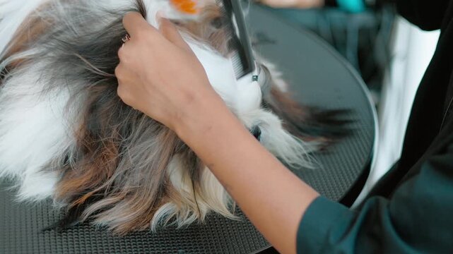 Cute Shih Tzu dog with long hairs being groomed and dried in a grooming parlor