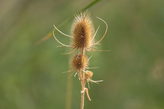 Card&egrave;re sauvage (Dipsacus fullonum) aux capitules &eacute;pineux dess&eacute;ch&eacute;s, photographi&eacute;e en gros plan dans une prairie avec un arri&egrave;re-plan v&eacute;g&eacute;tal flou et lumineux.