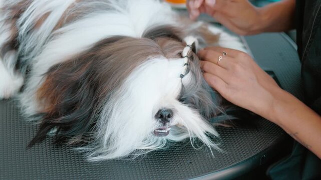Cute Shih Tzu dog with long hairs being groomed and dried in a grooming parlor