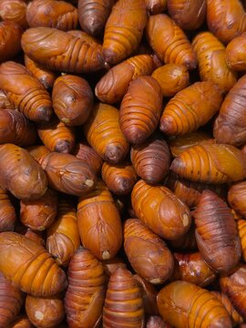 Close-up of live silkworm pupae piled together, glossy brown and orange pupal stage of Bombyx mori