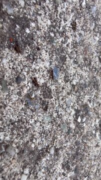 Small red ants crawling across a rough concrete pavement surface outdoors close up shot of multiple