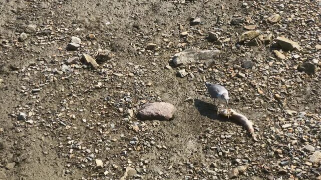 A bird foraging on the mudflats of Korea's West Sea at low tide_05
