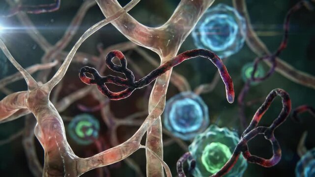 Microscopic pathogen presentation: ebola virus, filovirus form, infect cell, disease agent, biohazard threat, medical crisis, viral particle, organism structure.