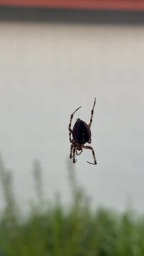 Garden spider hanging on a web thread against a blurred background close up shot of dark
