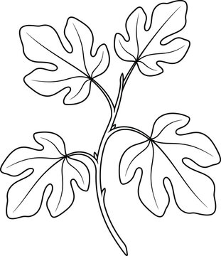 Minimalist fig leaf branch vector, hand drawn botanical line art illustration, black and white foliage sketch for organic branding and logo design