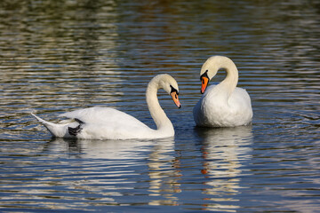 White swans swimming in a lake, reflection in water © Oleg