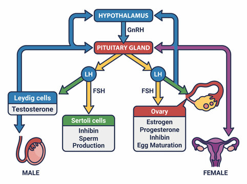 Human Reproductive Hormone Axis Diagram