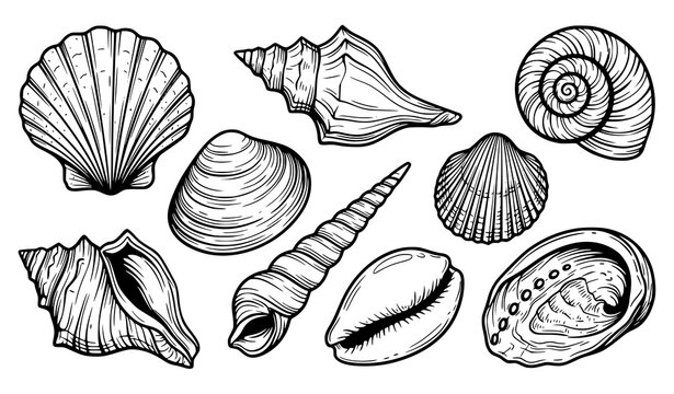 Scallop Conch Spiral and Clam Seashell Black White Vector Collection