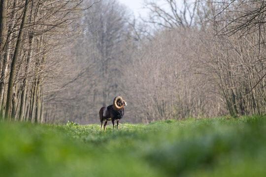 Male mouflon with large curved horns in spring forest
