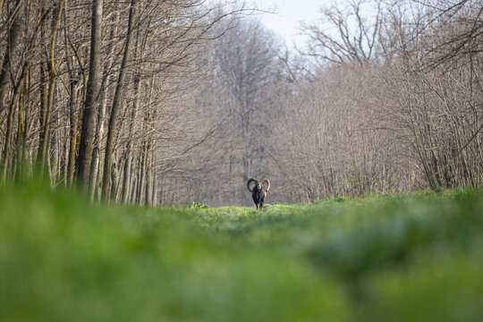 Male mouflon walking through green forest clearing in spring