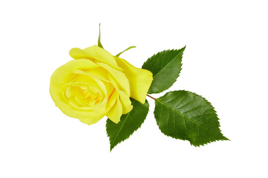single yellow rose with leaves isolated on white or transparent png
