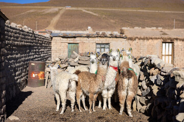 Bolivia © Luca