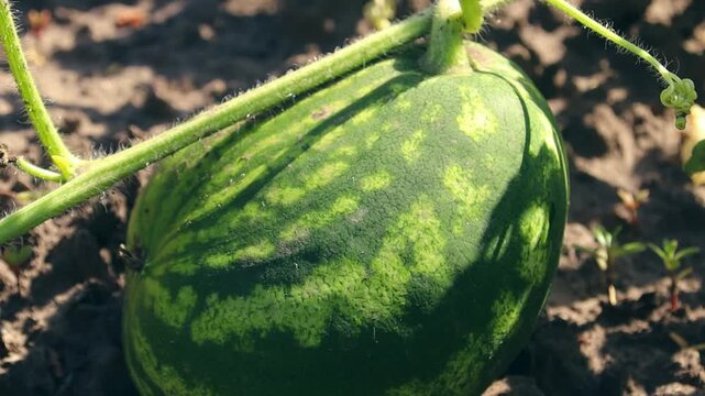 A developing watermelon rests on soil, showcasing its green rind and vine. This is a natural scene for agricultural content.