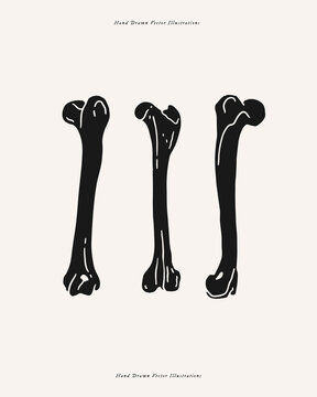 Hand-drawn illustration of three isolated bones in monochrome style. Skeleton, anatomy, and medical concept. Design for poster, print, tattoo, and educational materials.