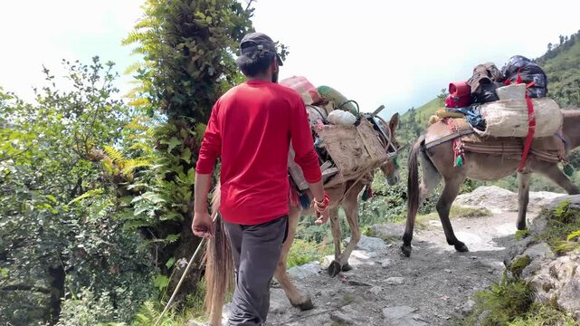 Pack Mules Climbing Steep Trail Beyond Ranakdhar Toward Bedni Bugyal, Uttarakhand