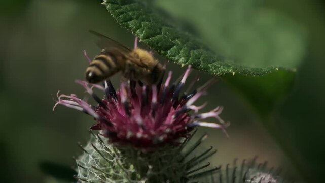 Macro Close Up Of Honeybee Pollinating Burdock Flower In Summer Garden