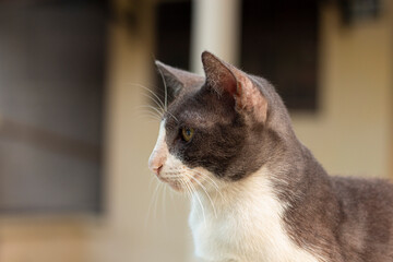 portrait of a cat © Bisri