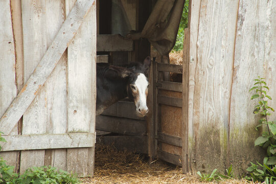Curious Donkey Looking Out of an Old Wooden Barn Door.