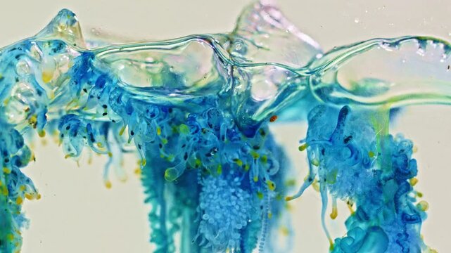 The Portuguese man of war is a venomous marine organism recognized by its colorful gas filled float and extremely long tentacles that can deliver painful stings. Dangerous Jellyfish Floating at Shore