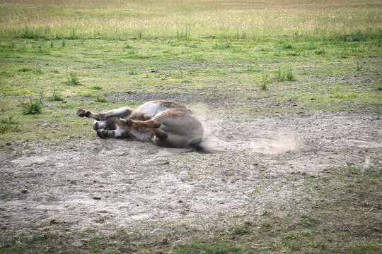 Donkey Rolling Happily in the Dust on the Green Pasture.