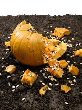 Broken Orange Pumpkin Smashed on Dark Soil with Scattered Seeds Pulp and Pieces on Ground
