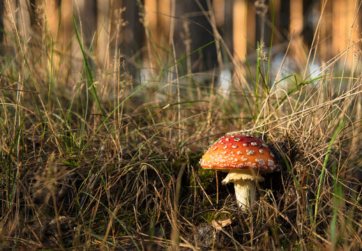 Czerwony muchomor w zielonej trawie na leśnej polanie