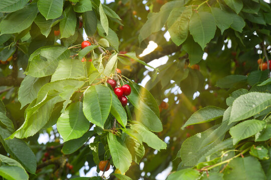 Ripe Red Cherries on the Tree in Sunny Back light.